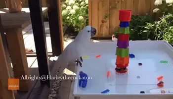 Cockatoo Takes on Herself in Makeshift Game of Jenga