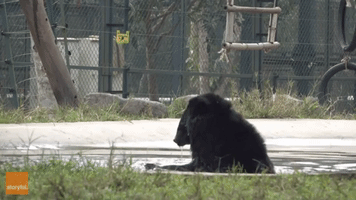 Moon Bear Cools Off at the Tam Dao Rescue Centre in Vietnam
