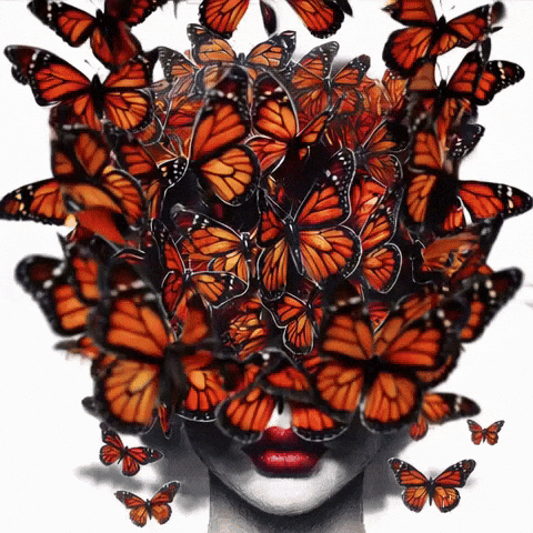 Monarch Butterflies Orange GIF by Maryanne Chisholm - MCArtist