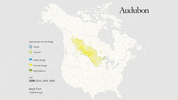 black tern GIF by audubon
