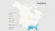 forster's tern GIF by audubon