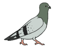 pigeon STICKER