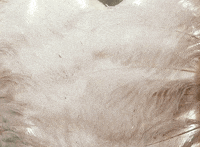 Drama Queen Star GIF by Slag Wars