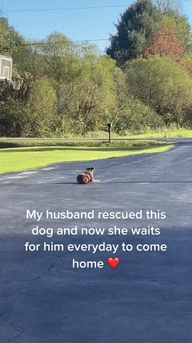 cuteanimalland giphyupload GIF