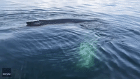 Dog Greets Sociable Humpback Whale Near British Columbia