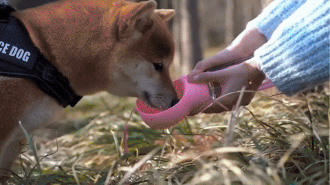 meganalebon giphyupload GIF