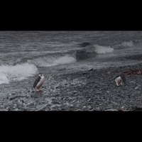 BlueMarineF ocean marine conservation ocean conservation GIF