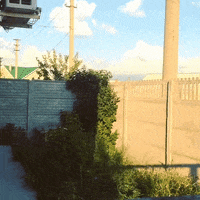 bunch huskies GIF