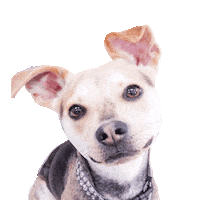 Dunkin Sticker by Simple & Sentimental