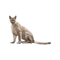 Wood Puma Sticker by Studiocanal Germany