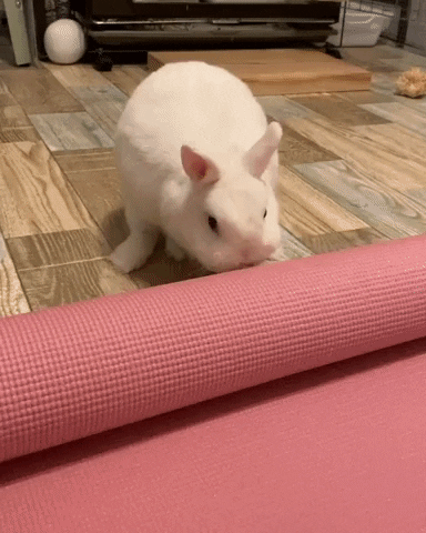 cuteanimalland giphyupload GIF