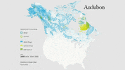 northern hawk owl GIF by audubon