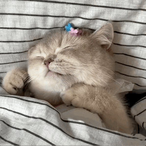 PrismosGifZone giphyupload GIF