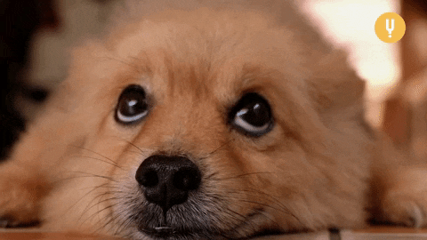 rehearso giphyupload GIF