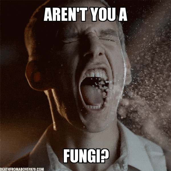 virgins meme GIF by Death From Above 1979