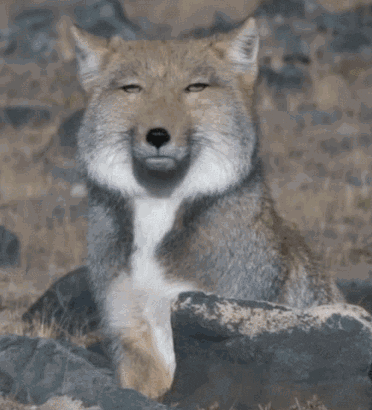 yatingwu giphyupload GIF