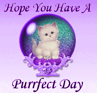Cat Glitter GIF