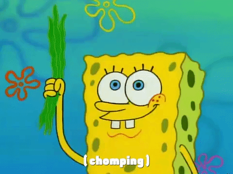 season 1 nature's pants GIF by SpongeBob SquarePants