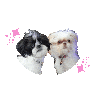 Nova Dog Sticker