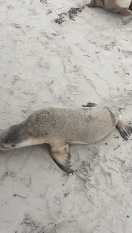Seal Pups Nuzzle Into Tourist on Aussie beach