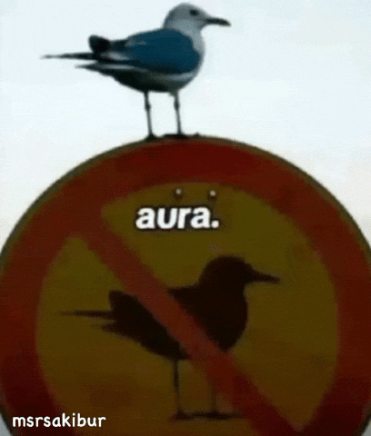 Bird Aura GIF by MSR Media Network