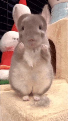 Chinchilla Sue GIF