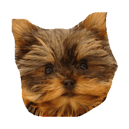 yorkie STICKER by imoji