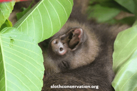 slothconservation giphygifmaker baby sleepy sloth GIF