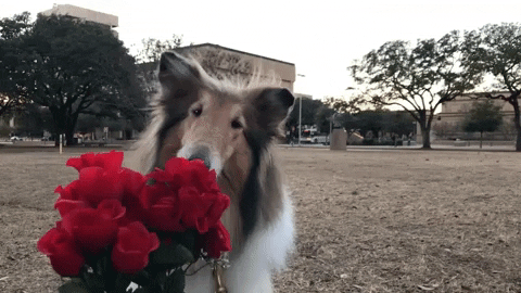 Valentines Day Dog GIF by Texas A&M University