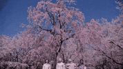 Cherry Blossoms Pink GIF by Sub Pop Records