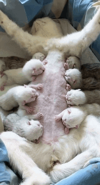 cuteanimalland giphyupload GIF