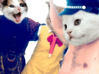 cat party GIF by Tara