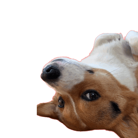 Corgi Milo Sticker