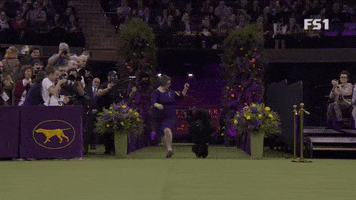 Standard Poodle Siba GIF by Westminster Kennel Club