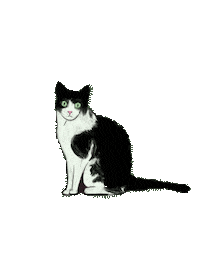 Tuxedo Cat Sticker