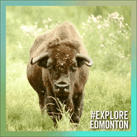 Wildlife Bison GIF by Explore Edmonton