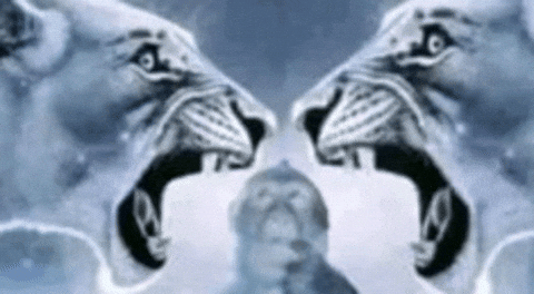 Monkey Lion GIF