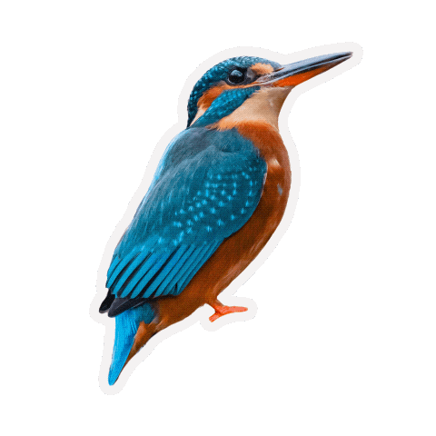 Birds Wildlife Sticker