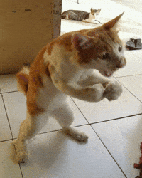Cat Fighting GIF