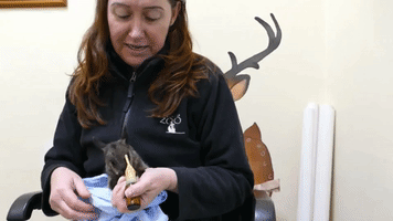 What a Lucky Boy! Zookeeper Feeds Baby Warru With Bottle of Milk
