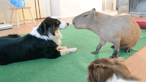zootropolis GIF