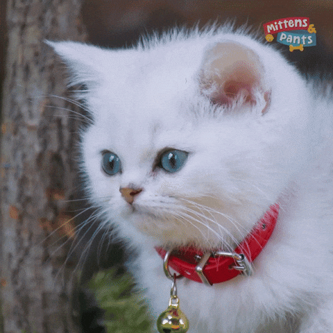 Cat Hello GIF by Mittens & Pants