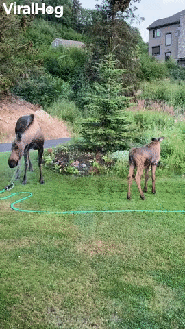 Mama Moose And Her Calf Cool Off Under Sprinkler GIF by ViralHog