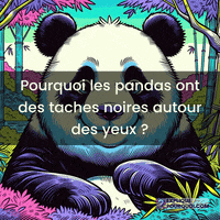 Communication Pandas GIF by ExpliquePourquoi.com
