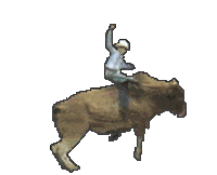 rodeo STICKER