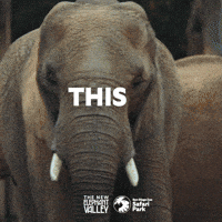 San Diego Zoo GIF by San Diego Zoo Wildlife Alliance