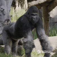 Nodding Yes GIF by San Diego Zoo Wildlife Alliance