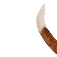 Tail Dogfood Sticker by Vitalstyle