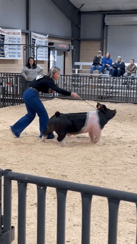 Pig's Strut Becomes Viral Hit
