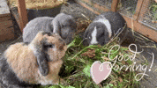 Good Morning GIF